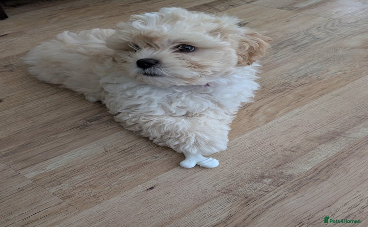 Shih Tzu dogs - Advert 4