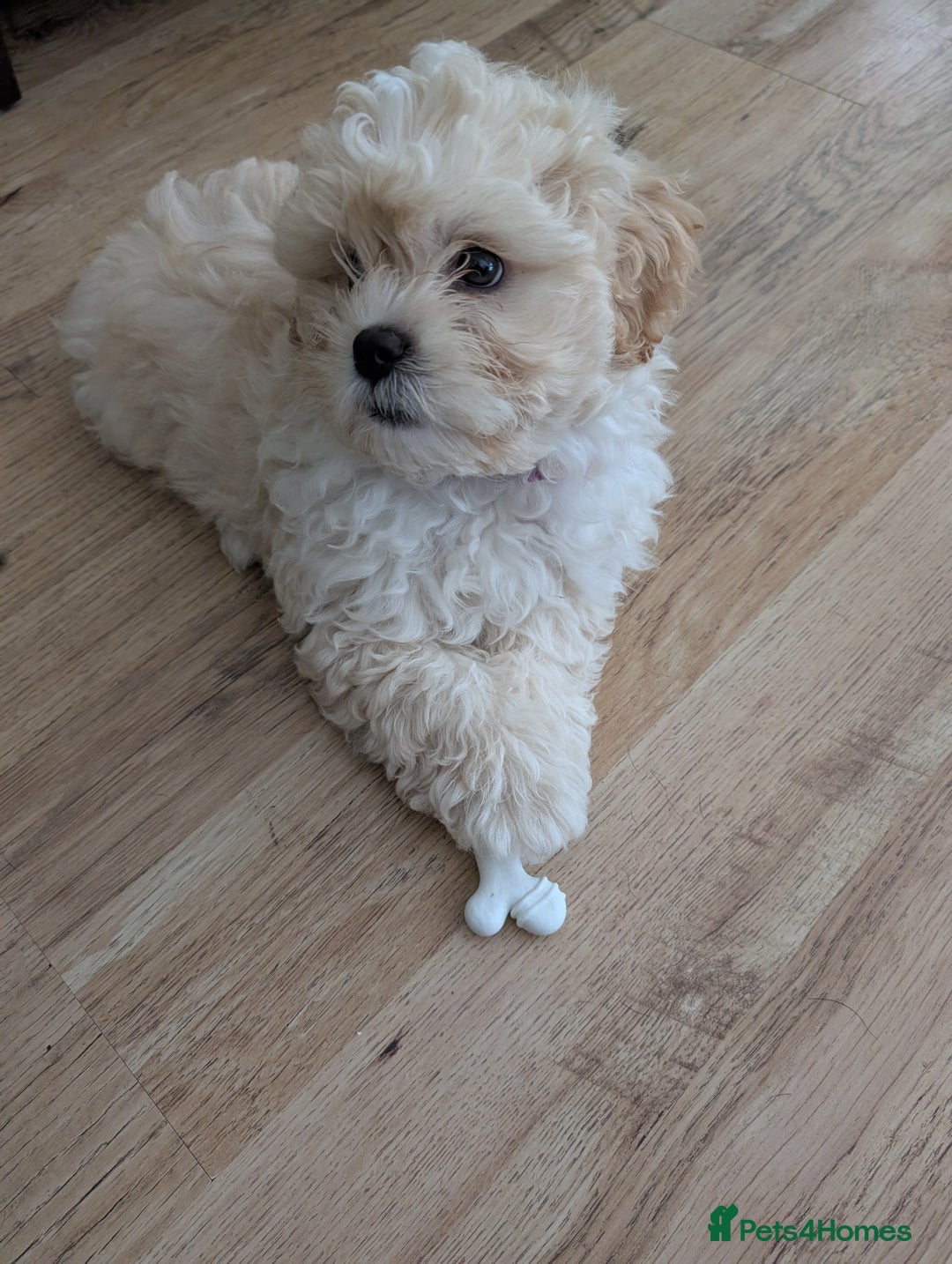 Shih Tzu dogs for sale: Beautiful Golden shih-tzu puppy - Image 1
