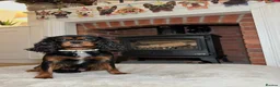 Cavalier King Charles Spaniel dogs for sale: KC registered Cavalier King Charles Spaniel.  - Advert 27