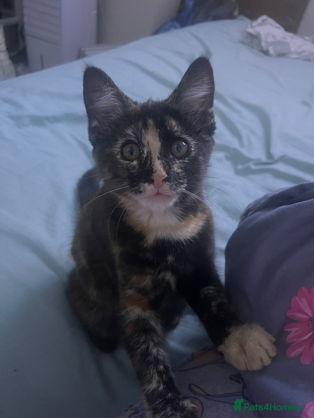Maine Coon cats for sale: Maine coon kittens  - Image 1