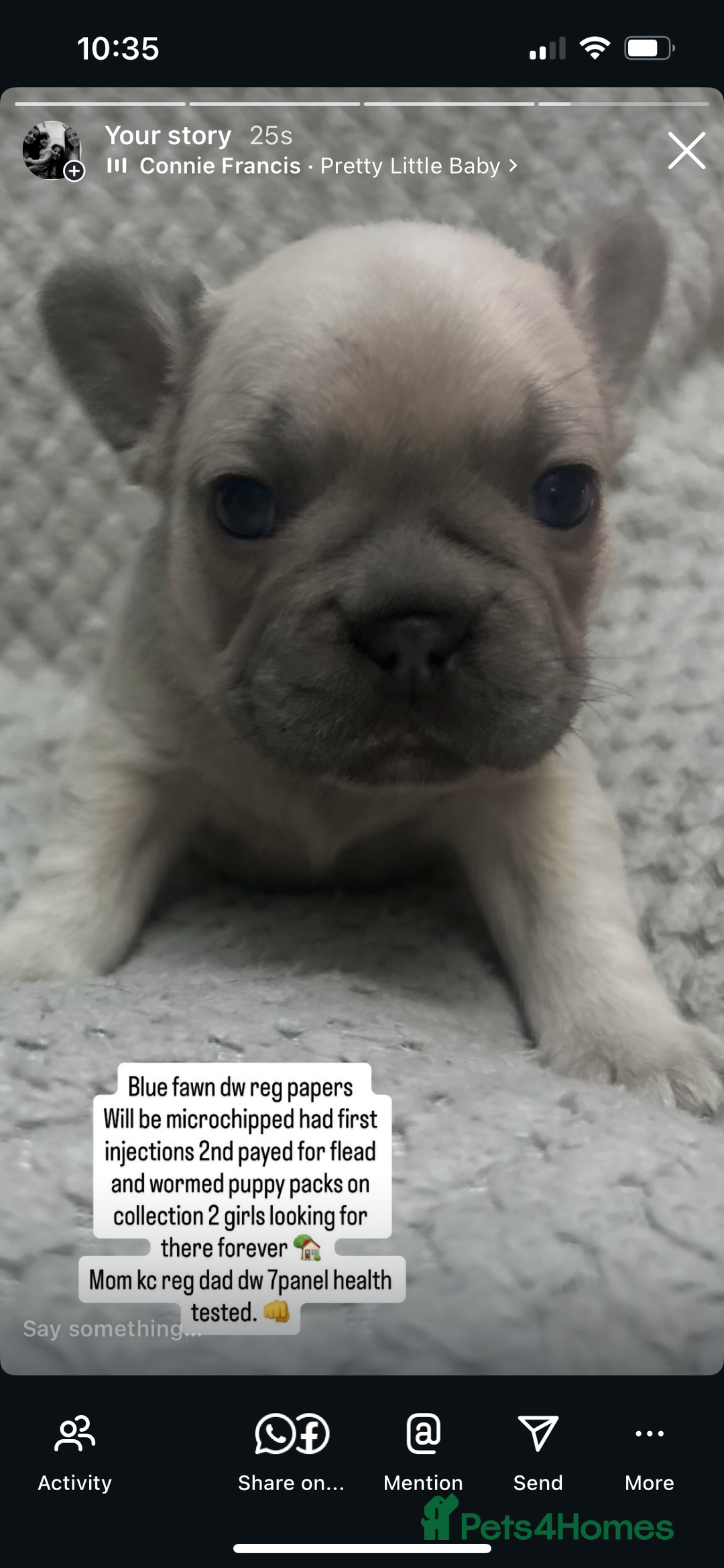 French Bulldog dogs for sale: French bulldogs pedigree - Advert 10