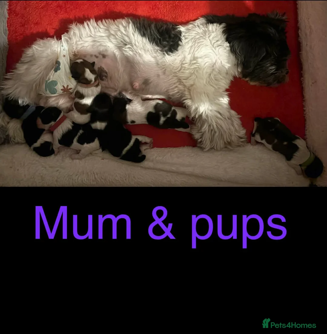 Mixed Breed dogs for sale: 6 beautiful shichon puppies  in Plymouth - Advert 1