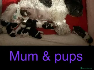 Mixed Breed dogs 6 beautiful shichon puppies - Advert 1
