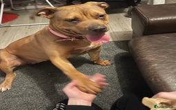 American Bully dogs for sale: Bully bred female 2 year old  - Image 5