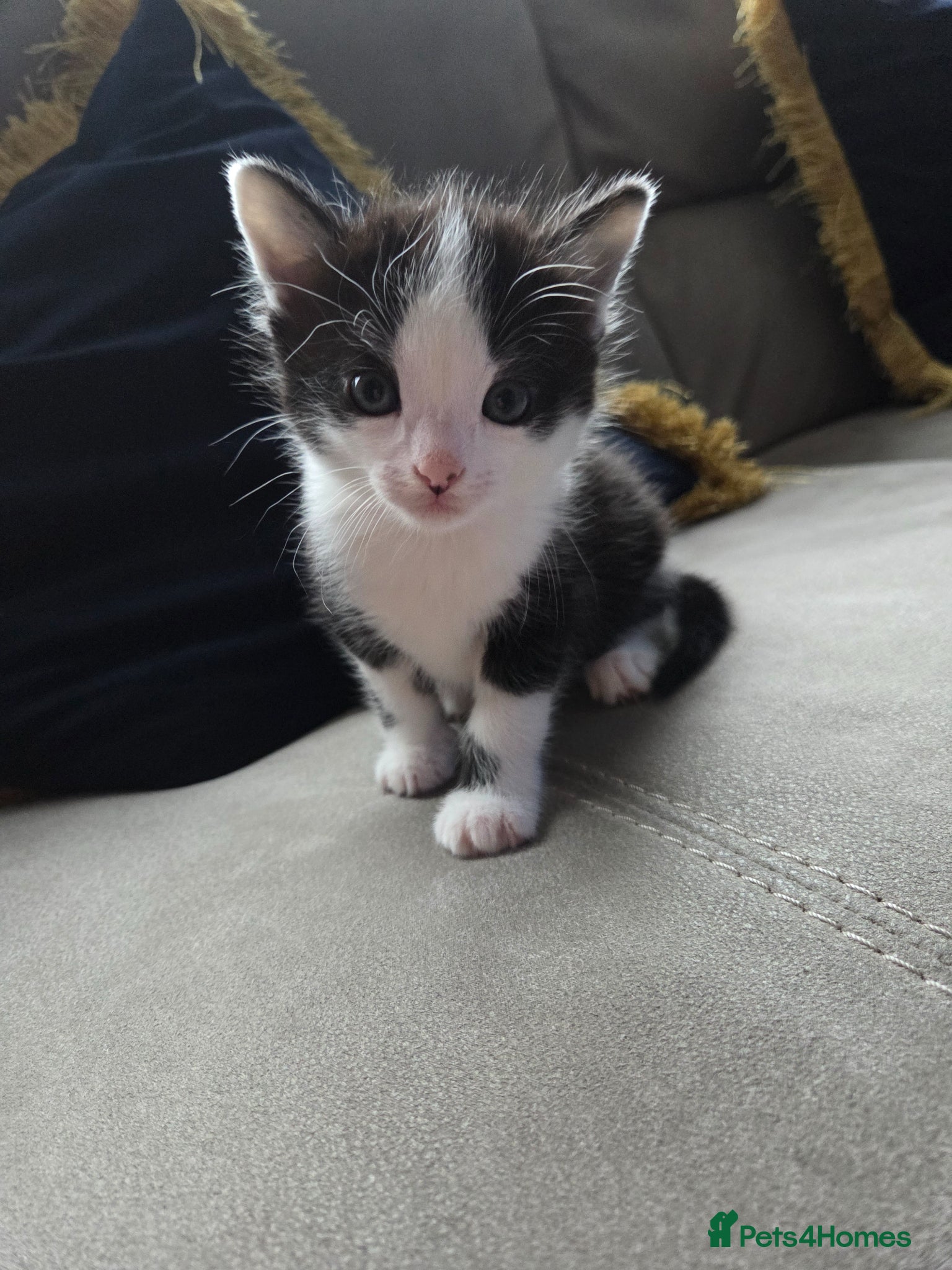 Mixed Breed cats 1 male and 1 female kitten - Advert 1
