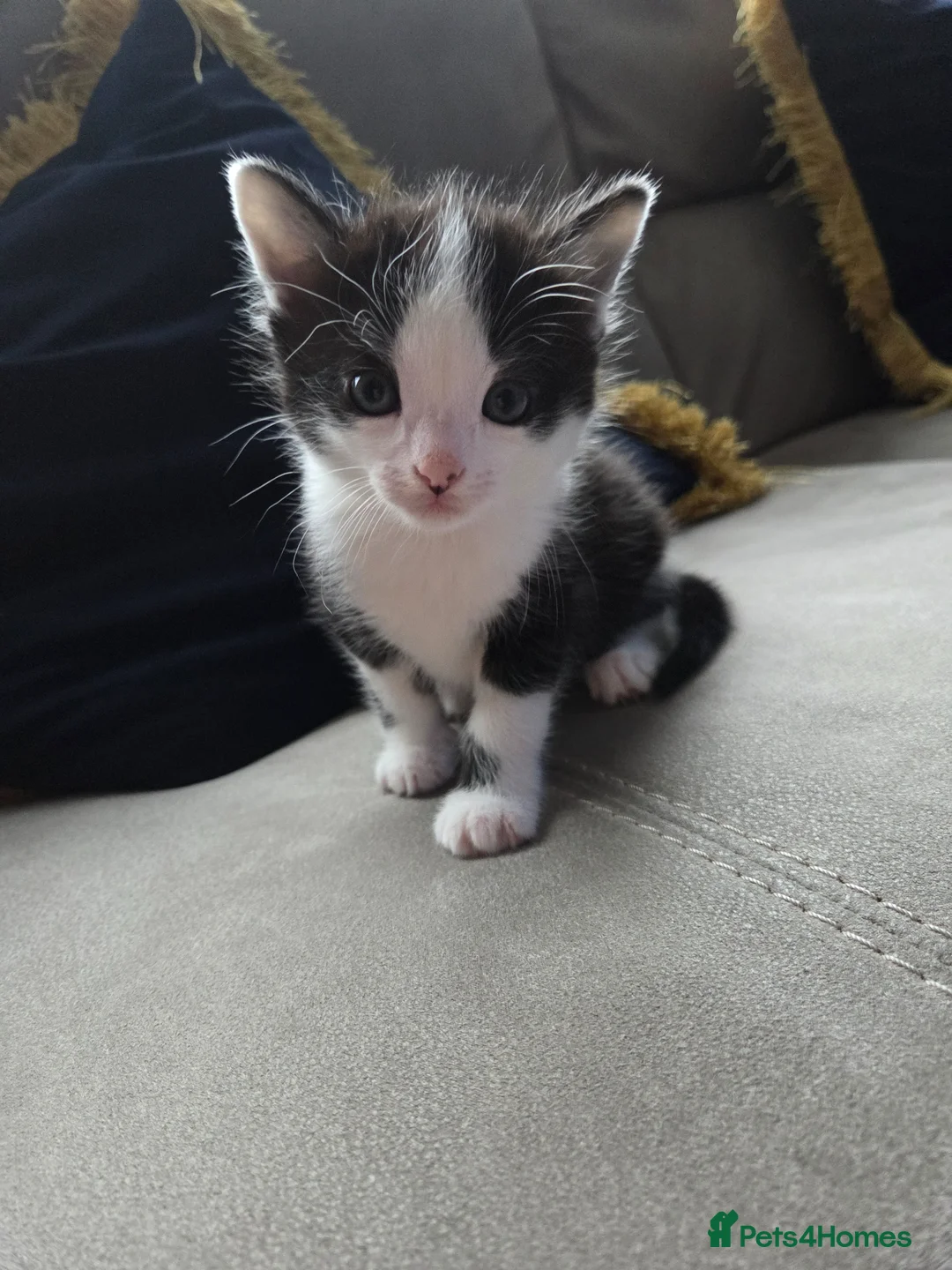 Mixed Breed cats for sale: 1 male and 1 female kitten - Advert 1