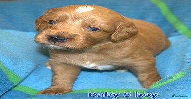Mixed Breed dogs - Advert 8