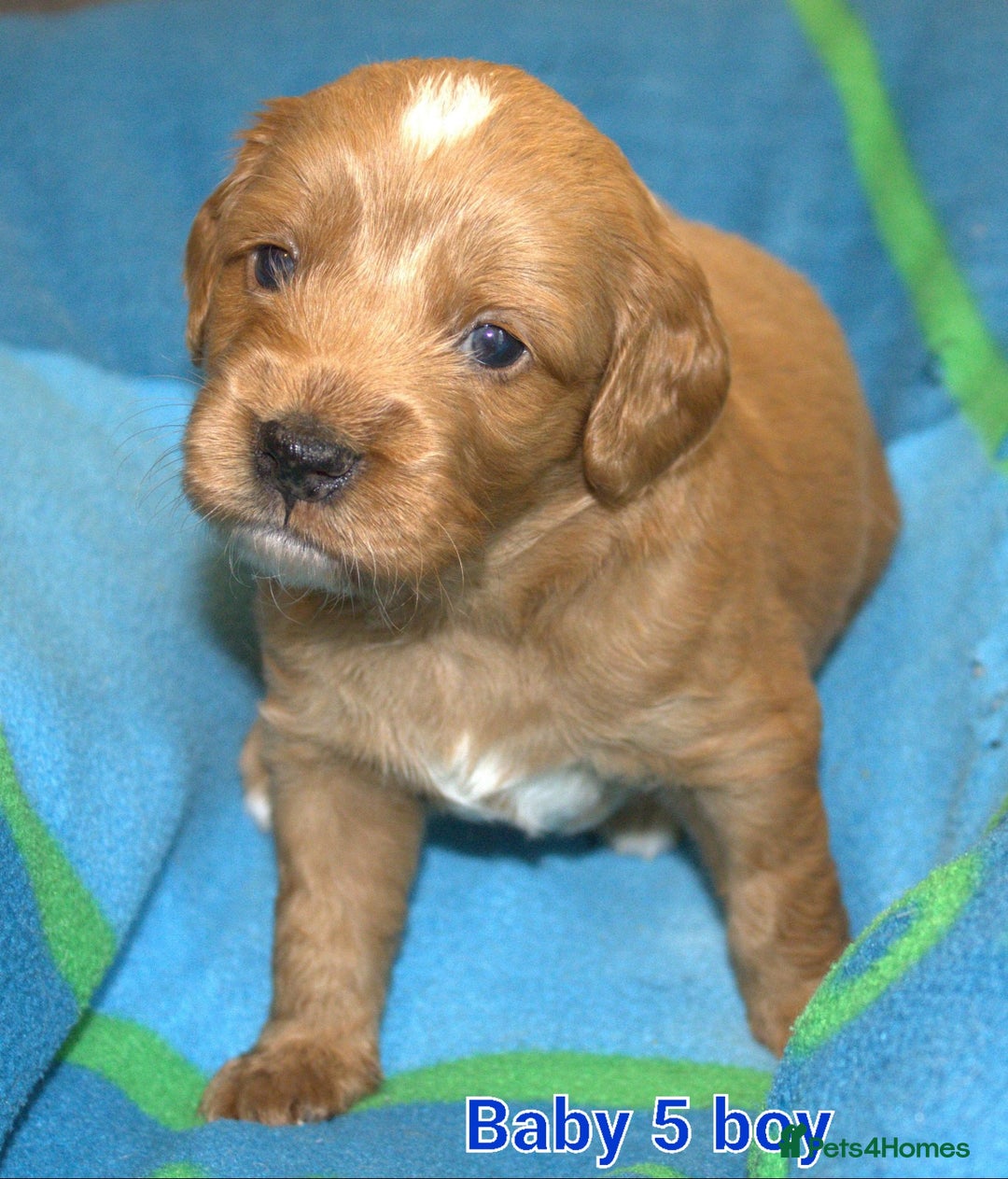 Mixed Breed dogs for sale: 4 boys 2 girls cavapoo x cockapoo puppies - Image 9