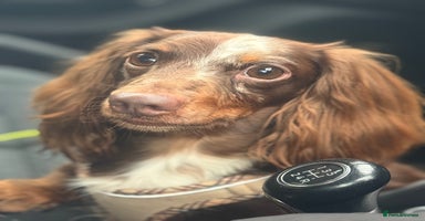 Miniature Dachshund dogs Hondo available for Stud in Liverpool - Advert 14