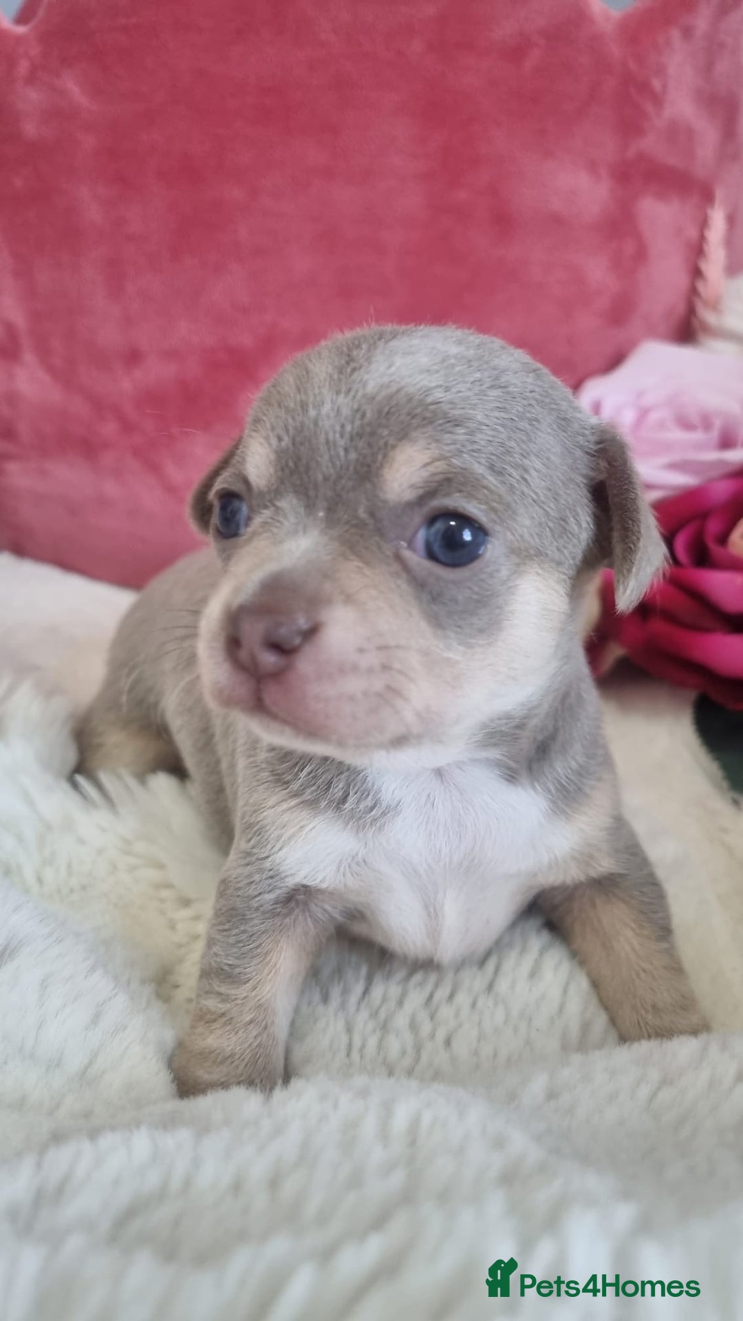 Chihuahua dogs for sale: Stunning litter of Kc reg Chihuahuas - Image 7