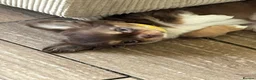 Chihuahua dogs for sale: Rare stunning chocolate chihuahua  - Advert 20