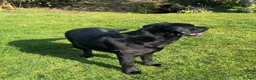 Labrador Retriever dogs for sale: Black Purebred Pedigree Show Line look Labradors - Advert 6