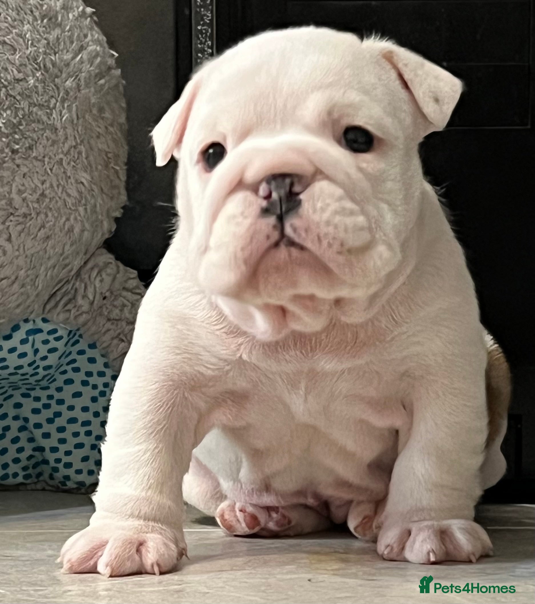 English Bulldog dogs ✨PUREBREED STANDARD COLOUR BULLDOG PUPPIES✨ - Advert 1