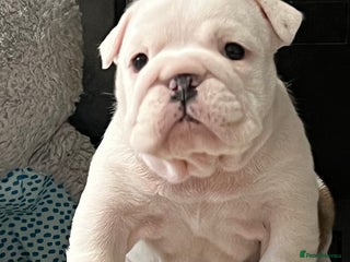 English Bulldog dogs ✨PUREBREED STANDARD COLOUR BULLDOG PUPPIES✨ - Advert 6