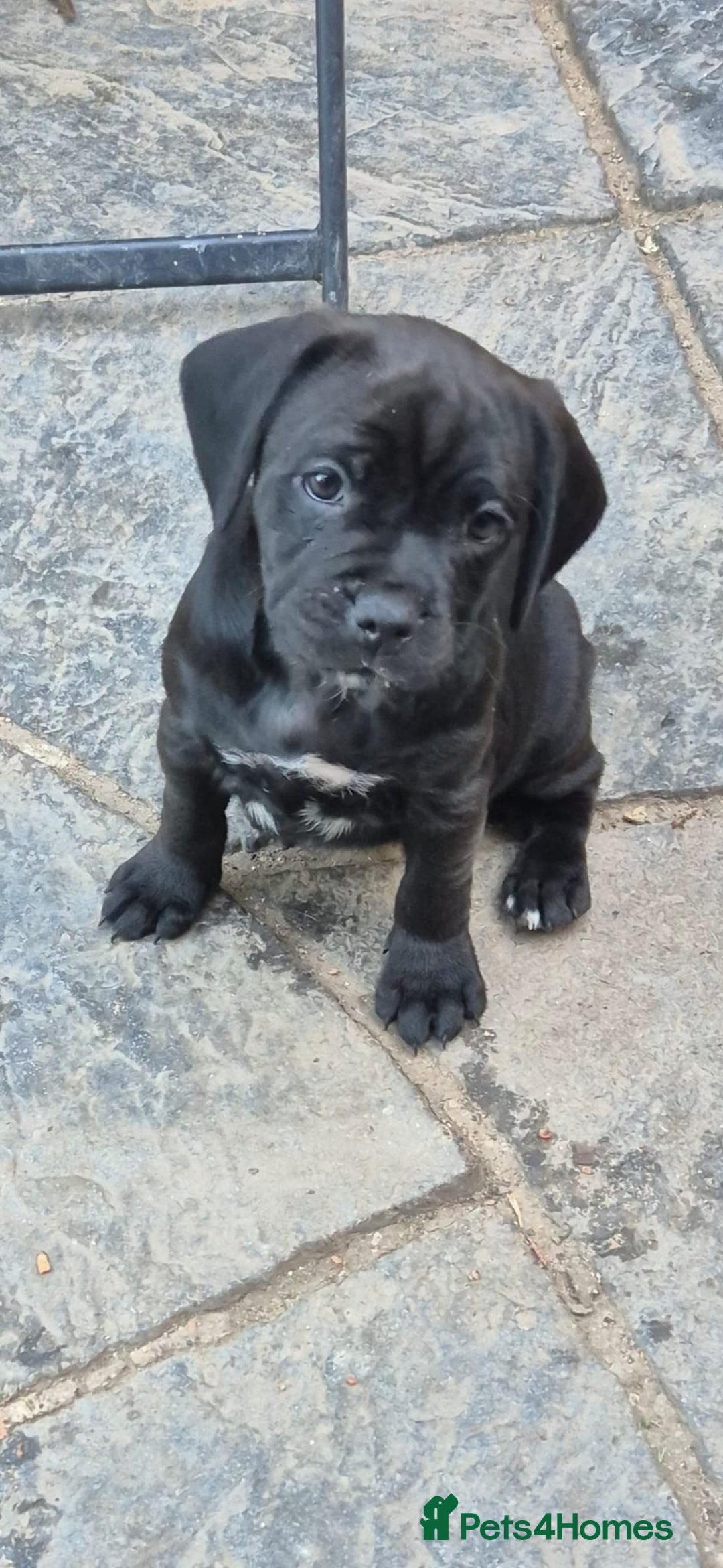 Mixed Breed dogs for sale: Adorable pug puppies  - Image 8