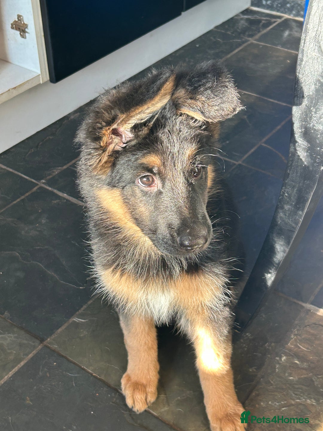 German Shepherd dogs for sale: Pure breed German Shepherd puppies  - Image 7