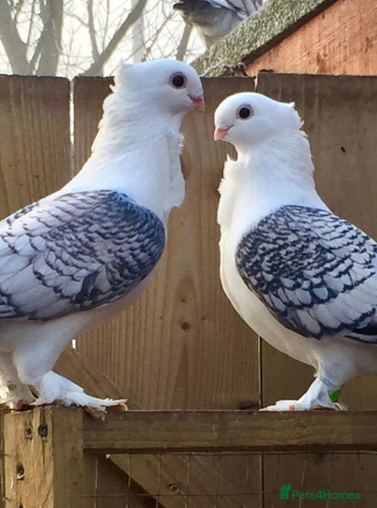 Pigeons birds Beautiful Vaccinated Breeding Pigeons ready to go - Advert 1