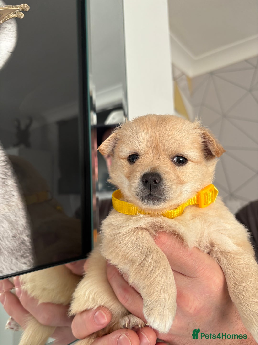 Mixed Breed dogs for sale: Italian volpino x deer head chihuahua puppies  - Advert 11