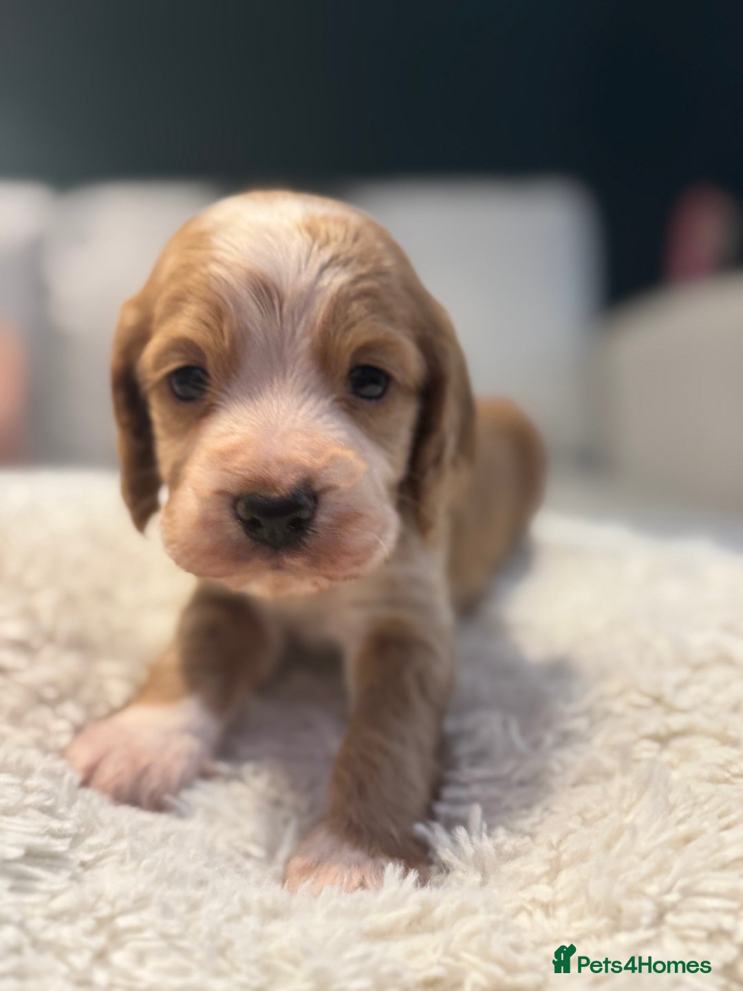 Cocker Spaniel dogs for sale: 6 Cocker Spaniel puppies for sale - Advert 21