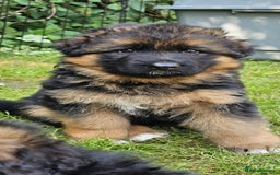 German Shepherd dogs for sale: Beautiful girl available  - Image 21