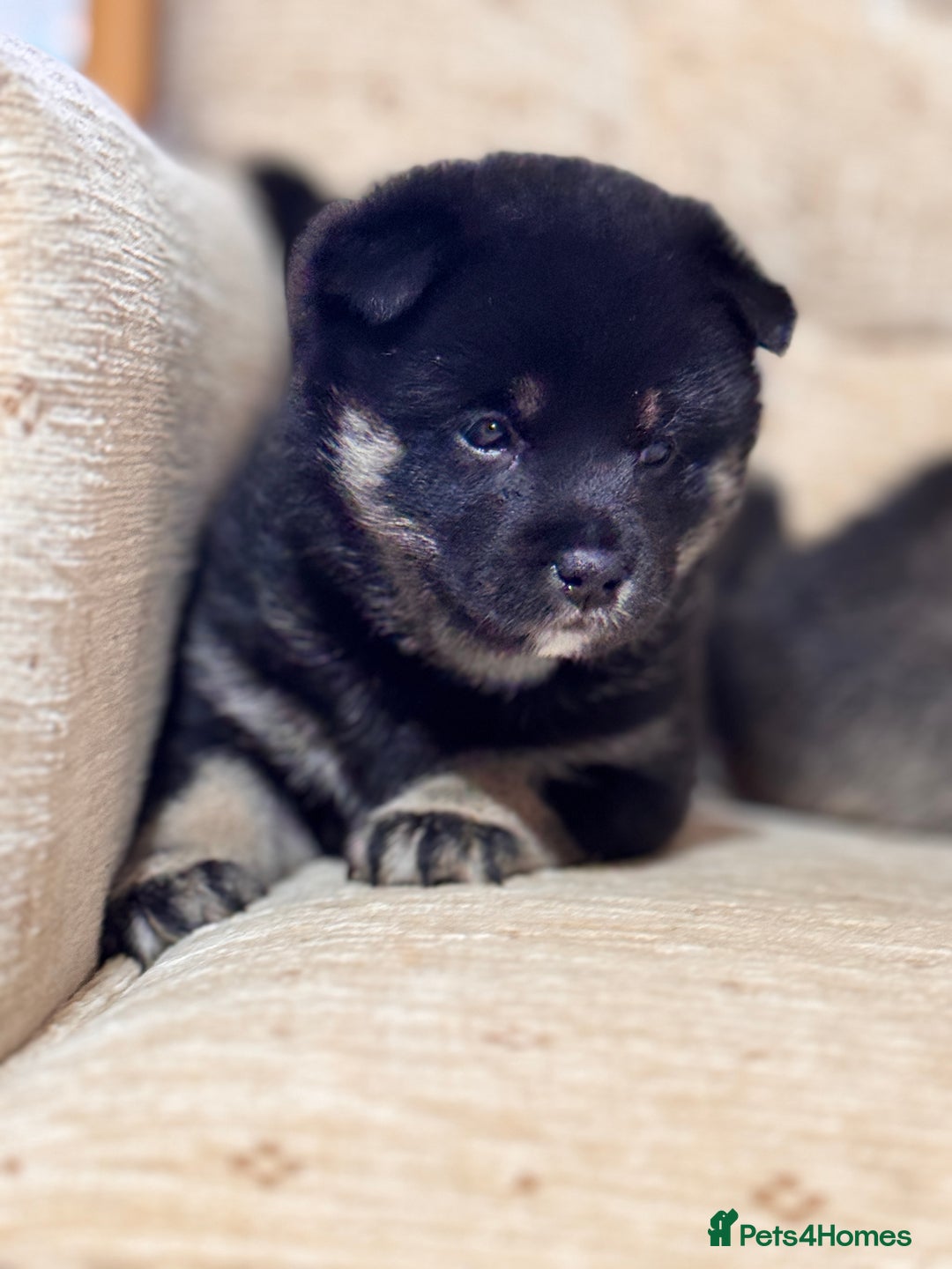 Japanese Shiba Inu dogs for sale: Champion blood Health tested Japanese Shiba Inu  - Image 5