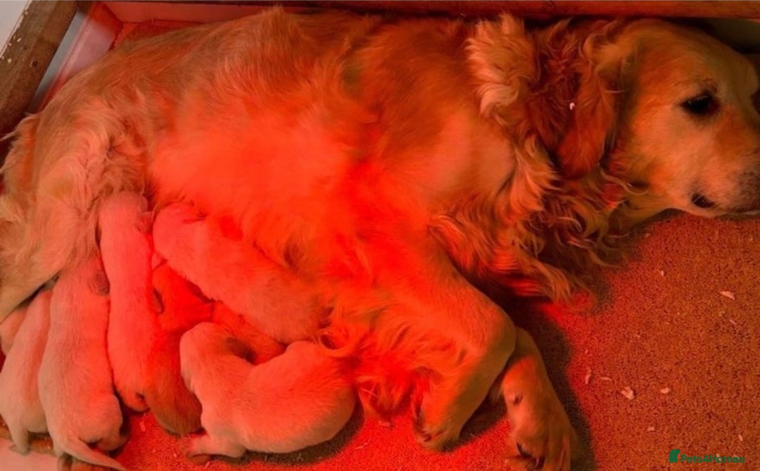 Golden Retriever dogs for sale: Loving Golden Retriever - Advert 2