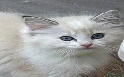 Ragdoll cats for sale: Gorgeous litter of bicolour kittens GCCF reg - Image 5