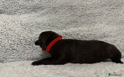 Bandog dogs for sale: 🐾 🌟 Premium multigen Bandogge Puppies🌟🐾 - Image 11