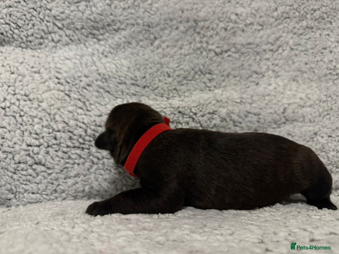 Bandog dogs for sale: 🐾 🌟 Premium multigen Bandogge Puppies🌟🐾 - Image 11