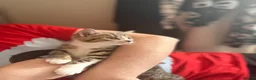 Bengal cats for sale: Cute half bengal kitten ready now  - Advert 6