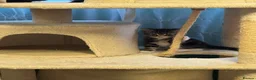 Mixed Breed cats for sale: Beautiful little kittens - Advert 4