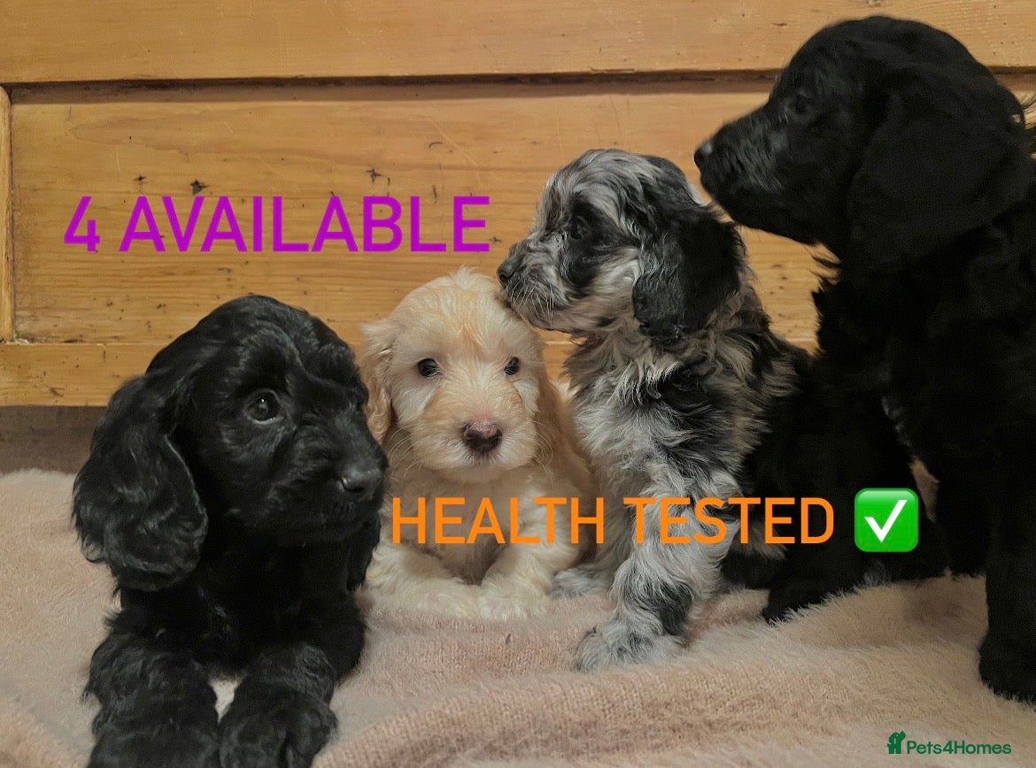 Cockapoo dogs Cockapoo puppies F1b - Advert 11