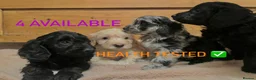 Cockapoo dogs for sale: Cockapoo puppies F1b - Advert 1