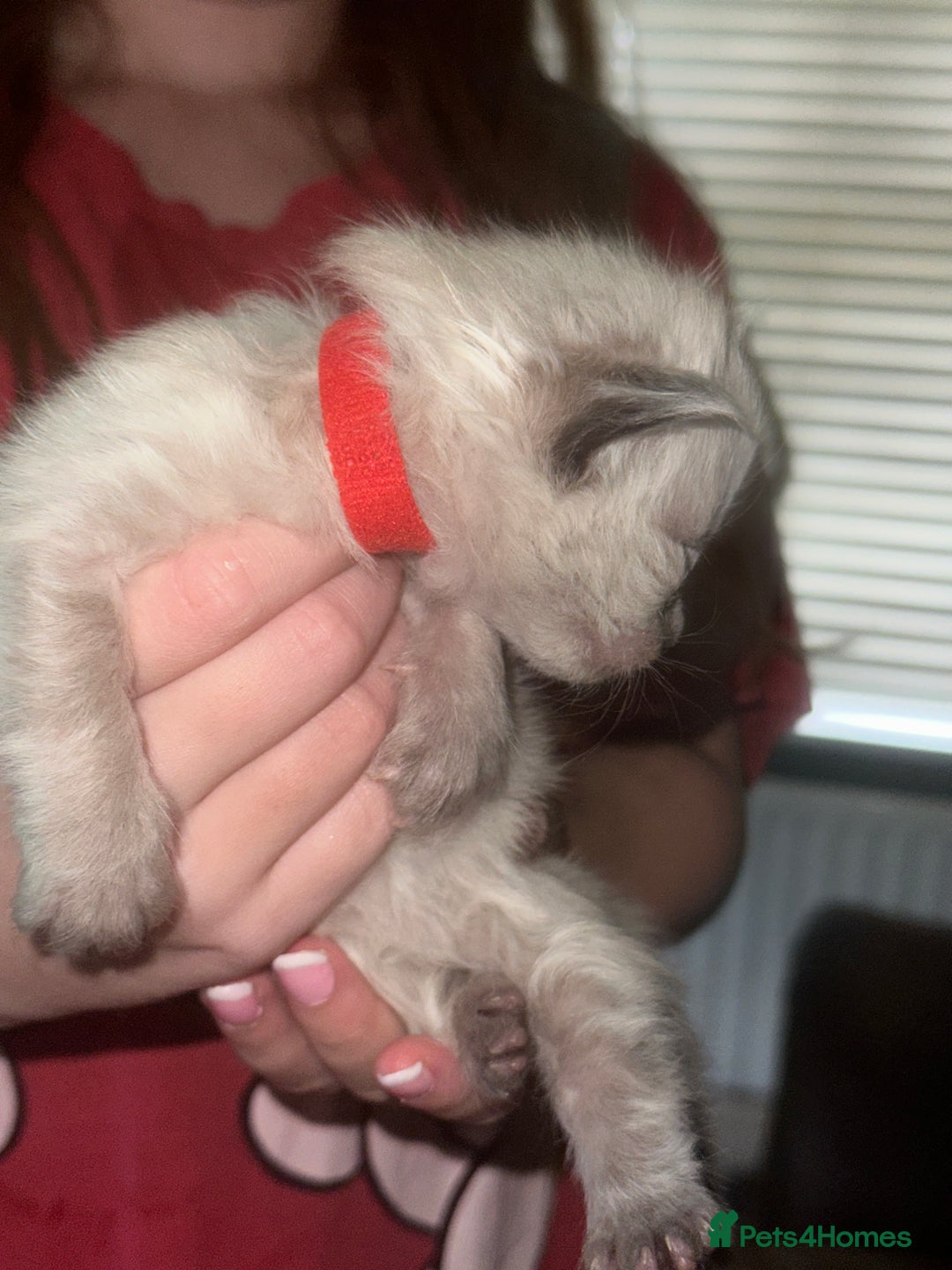 Siberian cats for sale: Full Siberian Litter. Quick sales before holiday - Image 29