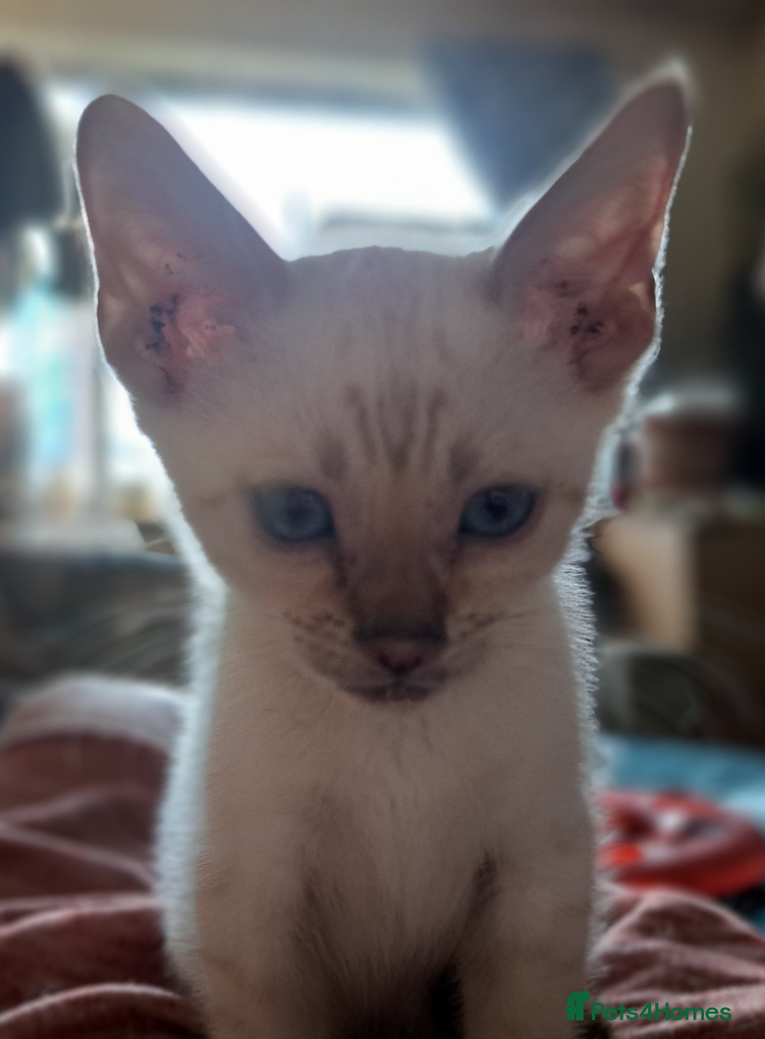 Bengal cats Blue eyes Snow bengal lynx kittens  - Advert 12