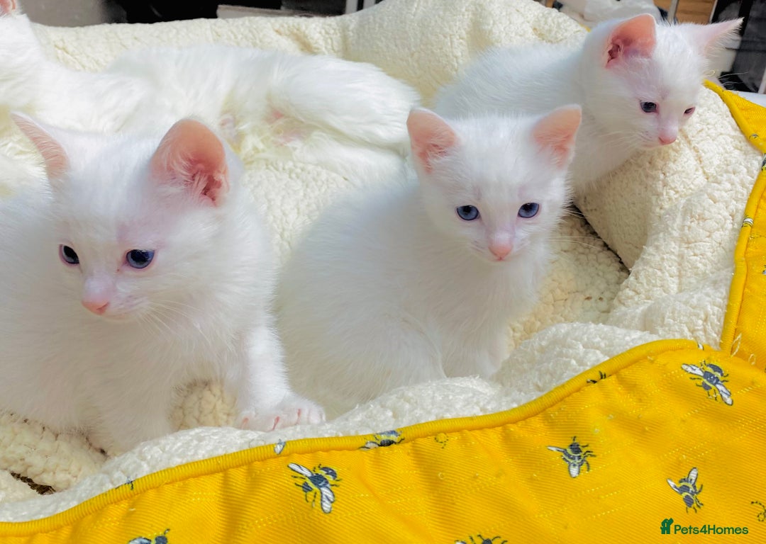 Ragdoll cats for sale: l Ragdol Kiten - Image 11