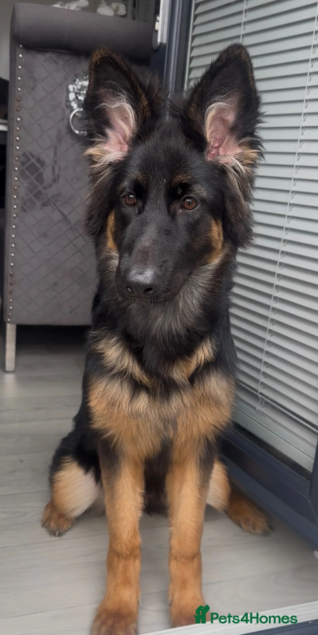 German Shepherd dogs for sale: German Shepherd Female  - Advert 2