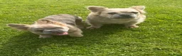 French Bulldog dogs for sale: 2 gorgeous French bulldog puppies *REDUCED* - Advert 7