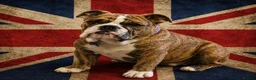 English Bulldog dogs for sale: 🇬🇧STUNNING KC ENGLISH BULLDOG SEEKS 5* HOME🇬🇧 - Advert 1