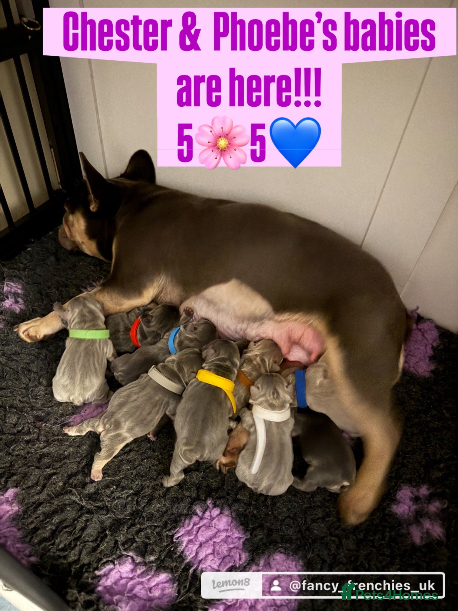 French Bulldog dogs ⭐️Gorgeous French Bulldog Puppies⭐️ - Advert 1