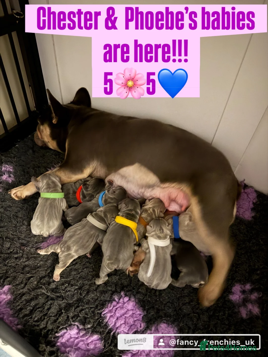 French Bulldog dogs for sale: ⭐️Gorgeous French Bulldog Puppies⭐️ - Advert 1