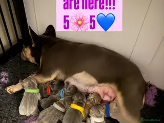 French Bulldog dogs ⭐️Gorgeous French Bulldog Puppies⭐️ - Advert 1