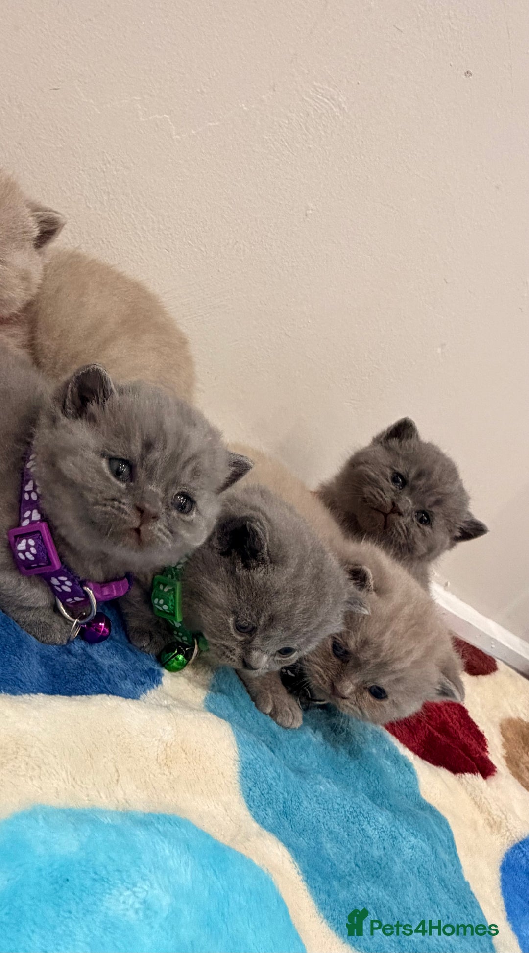 British Shorthair cats for sale: Beautiful big British Shorthair Kittens - Advert 7