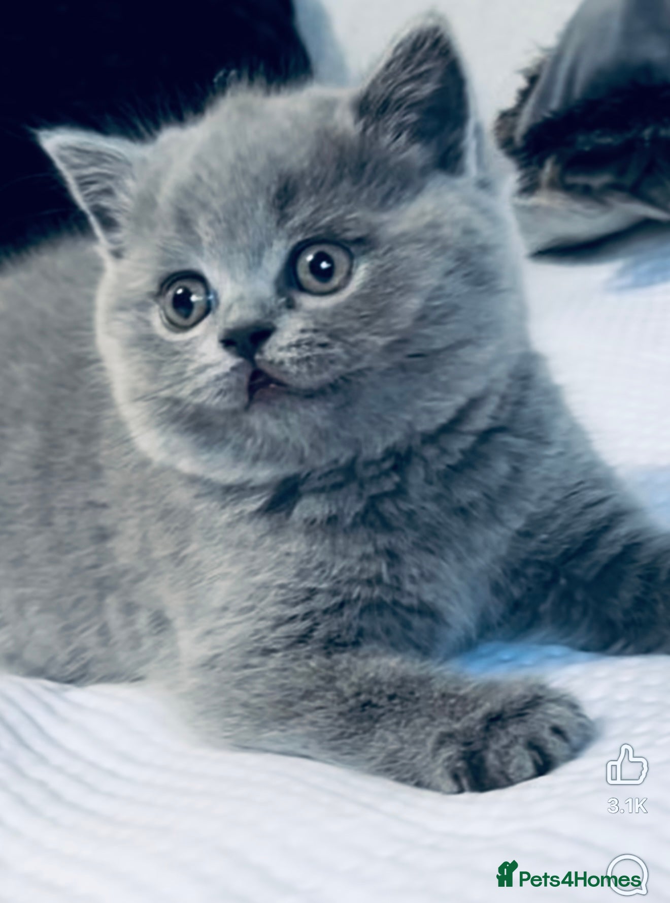 British Shorthair cats Chubby British Shorthair kitten  - Advert 1