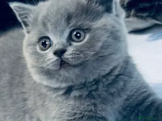 British Shorthair cats Chubby British Shorthair kitten - Advert 1