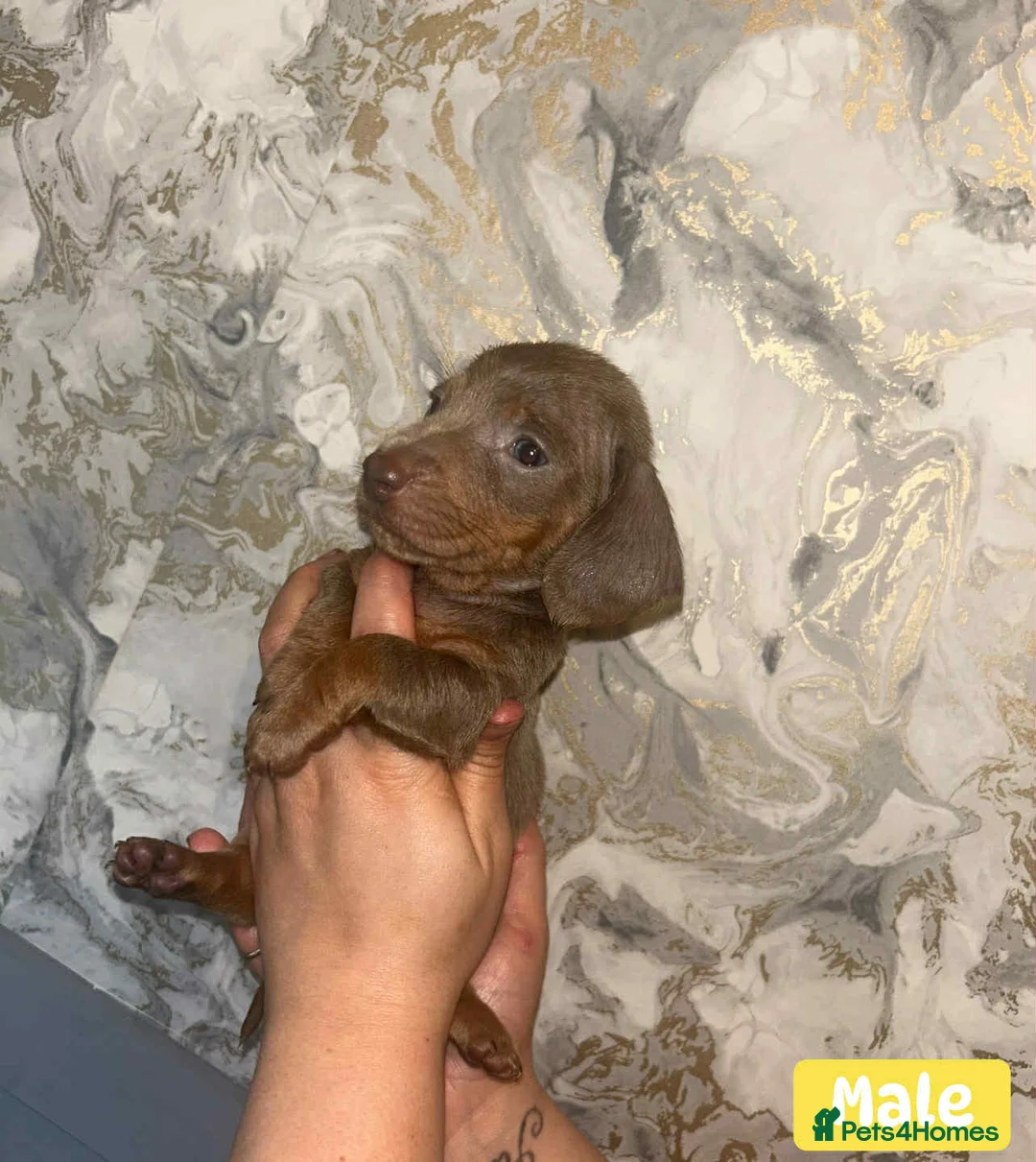Miniature Dachshund dogs for sale: Minature Dachshund puppys  - Advert 28