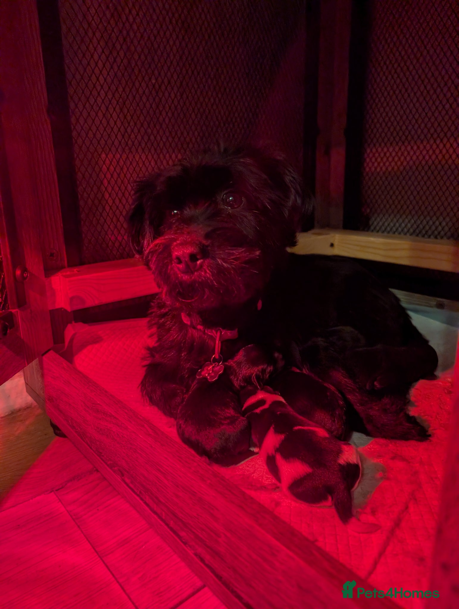 Mixed Breed dogs Mixed Cockapoo - Advert 2