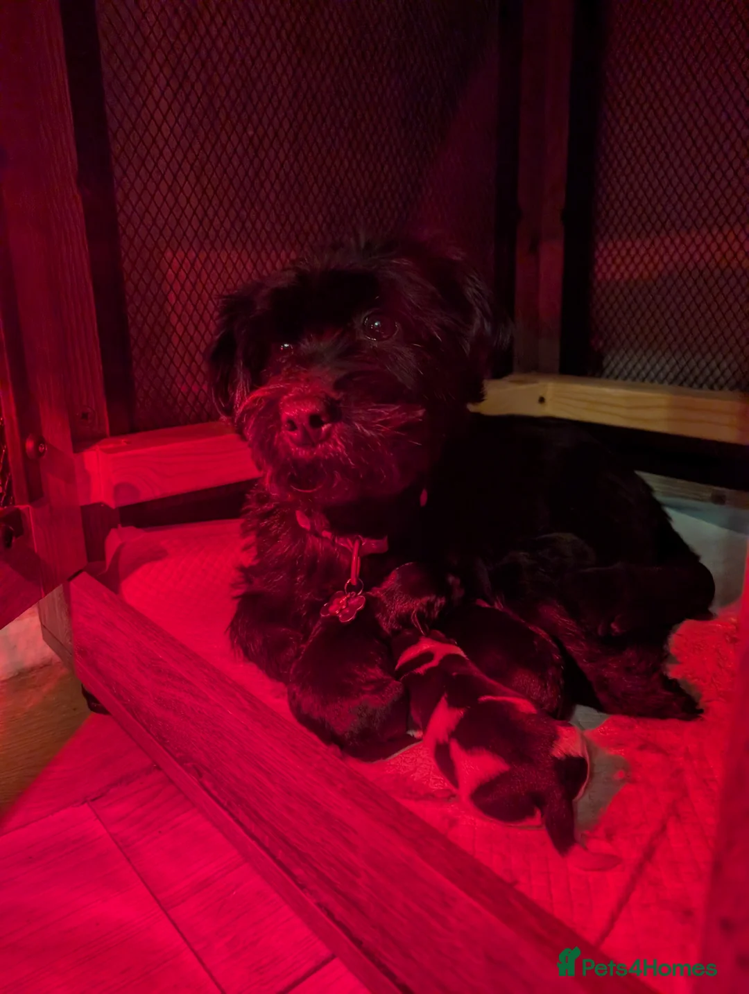 Mixed Breed dogs for sale: Mixed Cockapoo - Advert 1