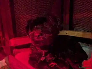 Mixed Breed dogs Mixed Cockapoo - Advert 2