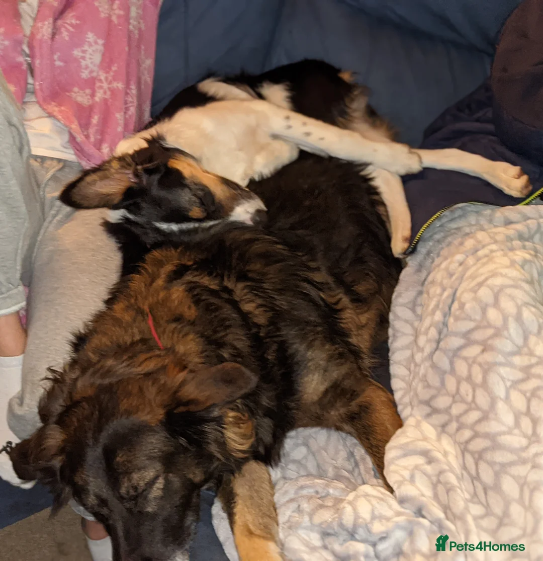 Border Collie dogs for sale: Experienced forever home only  - Advert 21